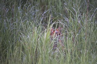 比利皮德天气预报