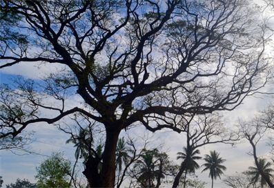 朱瓦当加天气预报