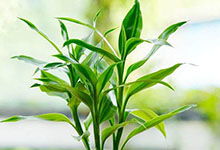 巴黎蒙苏里天气预报