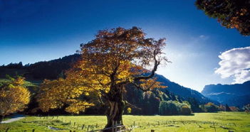 格拉鲁斯天气预报