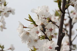 马金乔天气预报