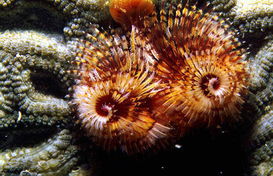 阿波罗荷斯天气预报