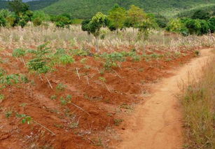 松盖阿天气预报